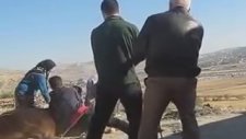 Kurban Edilirken Bayır Aşağı Uçan Tosun