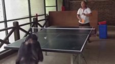 Maymun Ping Pong Oynarsa