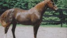 The Byrds - Chestnut Mare