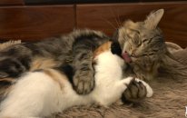 Friendly 12 Cats.