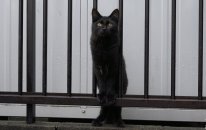 Feral Cats Are Live A Full And Vigorous Life.