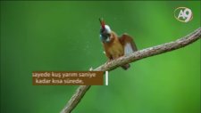 Süper Görüş Gücüne Sahip Yalıçapkını - A9 Tv