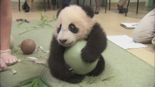 Yavru Panda Sarıldığı Topu Bir Türlü Bırakmıyor