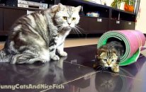 The Mega Tricks team : Kittens Neo, Neko and Cat Tyson | Funny Cats