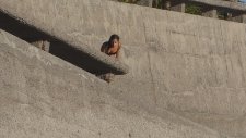 Ultra Super Zoom Tz70 Kalite Testi