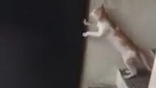 KEDİ SEVİLİR BESLENİR ŞU KEDİDEKİ AKILA BAK DAHA NİCE İNSAN GÖRÜNÜMLÜ ŞEYTANLAR VAR DESTUR BİLMEZ