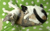 Kedi Videoları