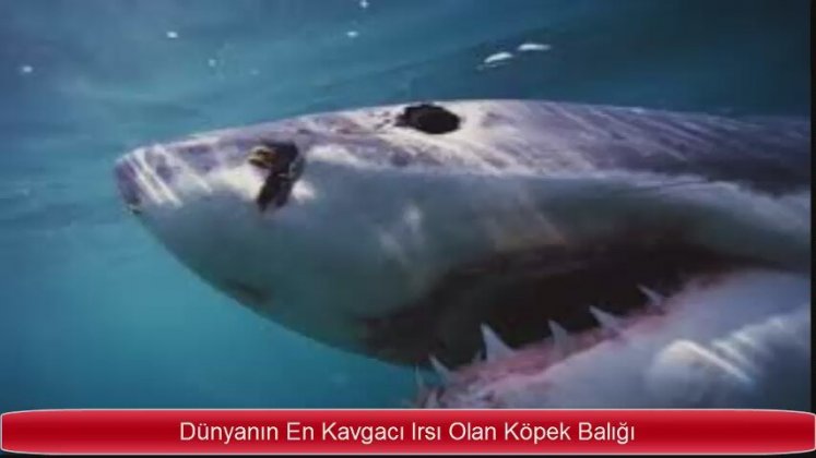 Dünyanın En Büyük Köpek Balığı Tehlikeli Canavarları 2016 | İzlesene.com