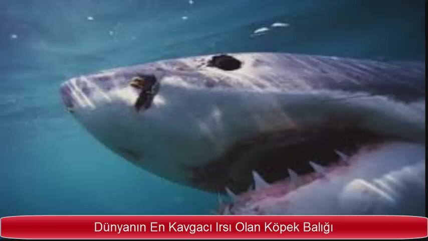 Köpek Balığı Videoları