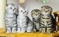 Kittens Are The Best Creatures | Funny Cats Compilation