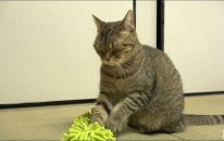 Kedi Videoları