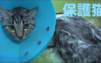 Rescued Cat