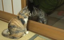 Kedi Videoları