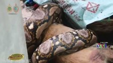 Piton Köpeği Yerken Sahibi izledi