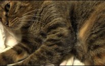 Kedi Videoları
