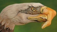 Eagles - Desperado