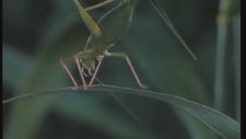 Microcosmos: Le Peuple De L'herbe (1996) Fragman