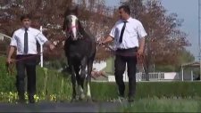 450 Bin Liraya Satılan Tay