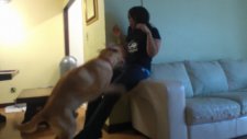Köpeğin Niyeti Bozması