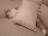 İnsan Gibi Uyanan Kedi