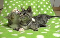 Is A Protection Cat A Younger Brother Of A Momo?
