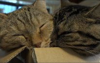 Michelle & Musashi - Kedi Videoları