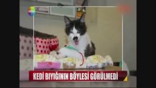 Kedi Bıyığının Böylesi Görülmedi
