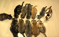 Cats