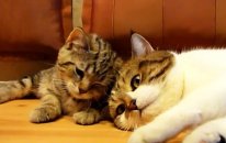 Don't Sleep, Bro ! Funny Cats - Kedi Videoları