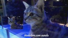 Pencerede Bir Kedi