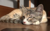 Cat Spay, Momo Grow Up Fast
