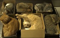 Cats Love Sleeping İn Cardboard Boxes