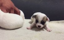 Jack Russell