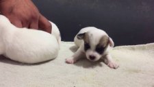 Jack Russell