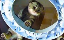 Under Paws And Bellys | Funny Cats