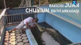 Timsahtan Bakıcısına Sevgi Gösterisi