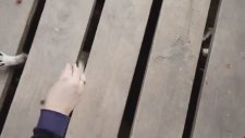 Korku Filmini Andıran Rakunların Yeme Telaşı