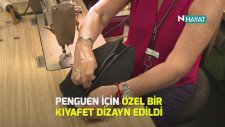 Üşüyen Penguene Özel Kıyafet Dikildi