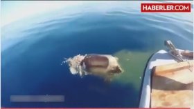 Denize Düşen İneği Köpek Balığı Yedi