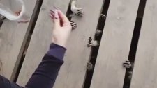Rakunların Elleriyle Mama Bulma Çabaları