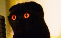 Halloween Cats and Kittens | Funny and Cute Compilation