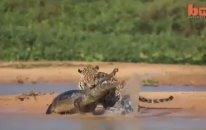 Sudan Çıkıp Timsah Avlayan Jaguar