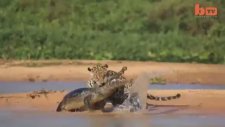 Sudan Çıkıp Timsah Avlayan Jaguar