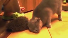 Kirpiden Akıllıca Faydalanan Kedi