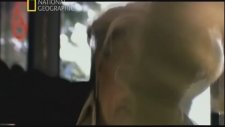 Nazi Avcıları Erich Priebke