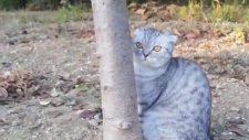 Eve Gitmemek İçin Ağacı Bırakmayan Kedi