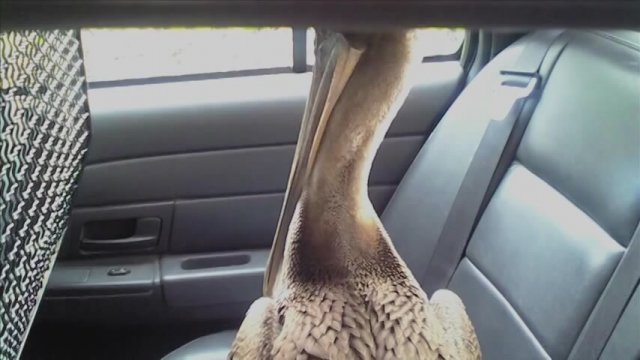 Pelican Dreams (2014) Fragman