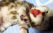Funny And Cute Kittens Meowing Yawn Purring First Time