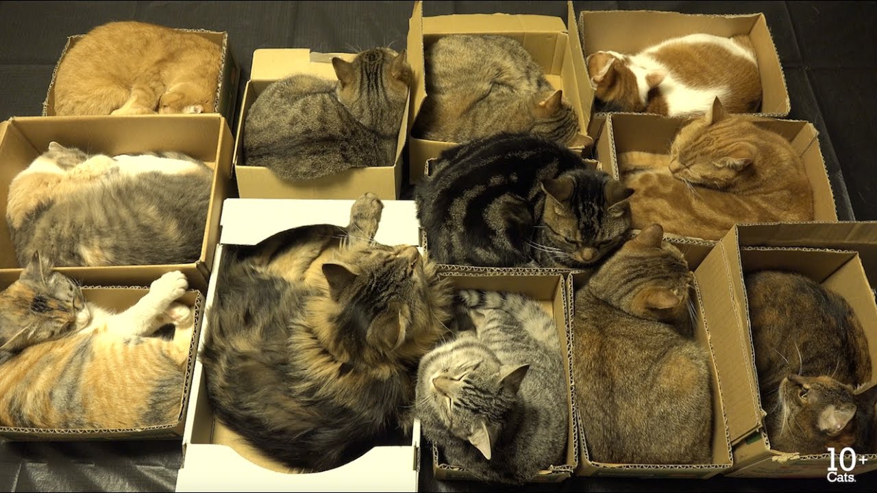 12 Kedi Videoları