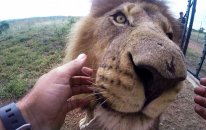 Wild Animal Dental Surgery With Kevin Richardson - Gopro